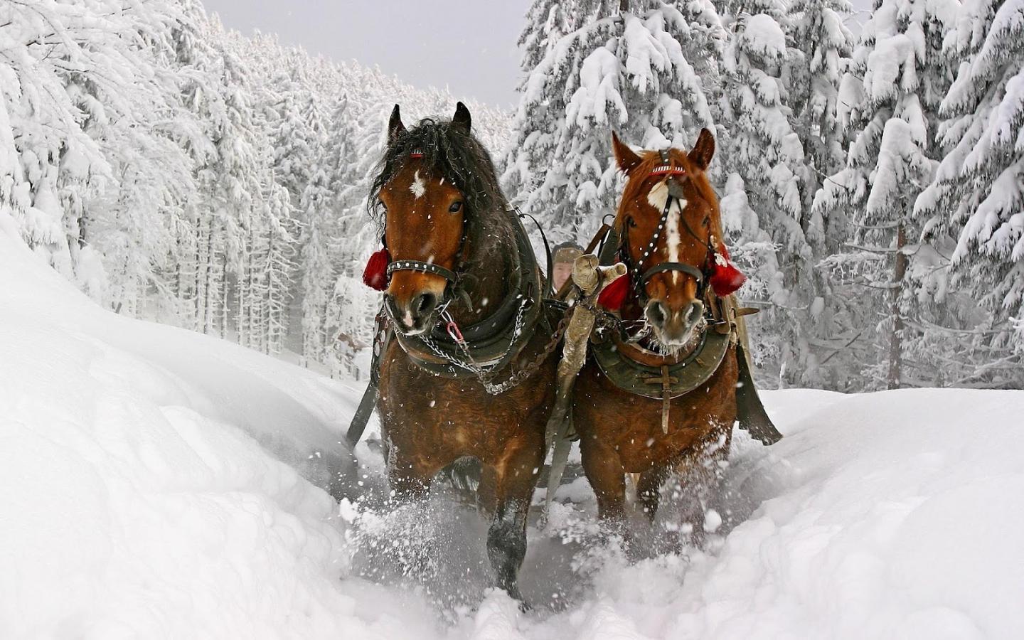 Horse Sleigh