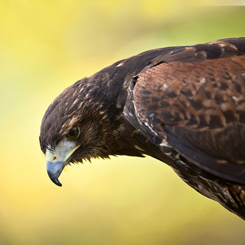 Harris Hawks