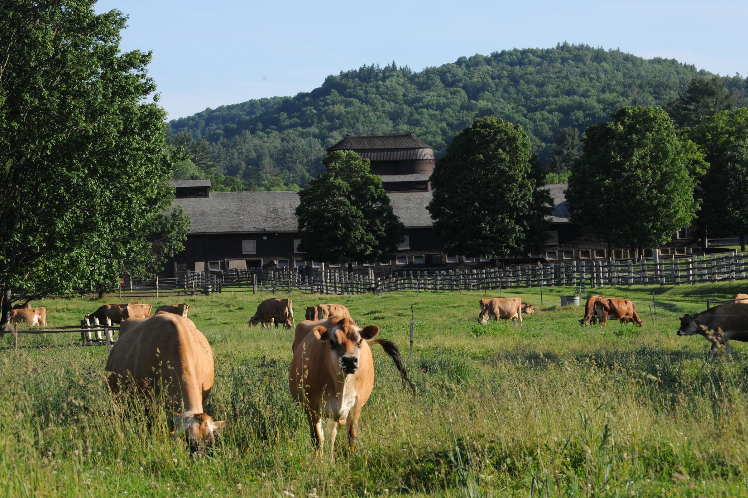https://www.woodstockinn.com/sites/default/files/styles/max_2600x2600/public/2018-12/cows-grazing-billings-farm-central-vermont.jpg?itok=fPoE99bj