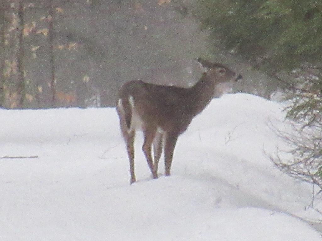 Deer on the Mt Tom trails last evening