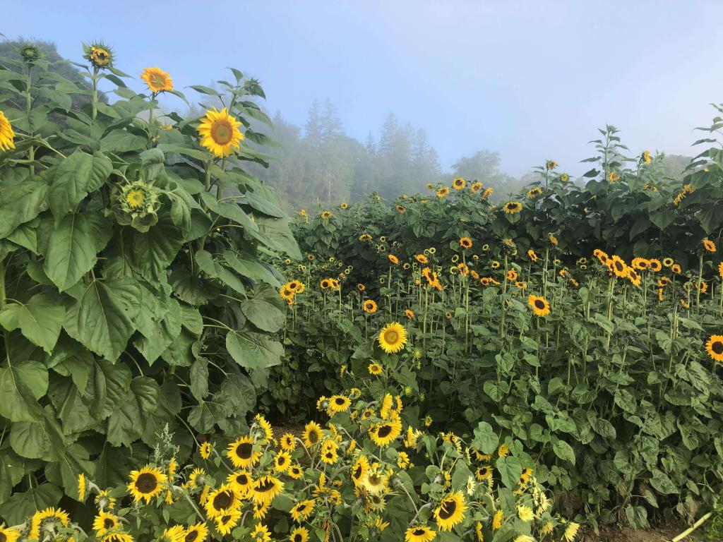Sunflower House
