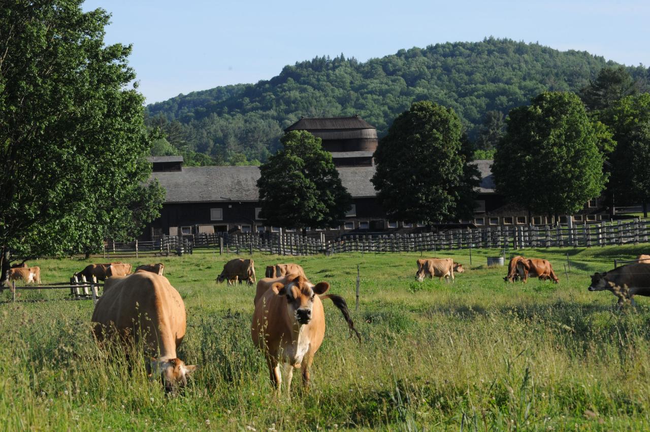 Cows at Billings Farm