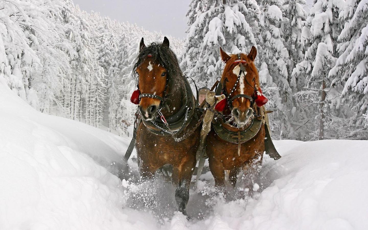 Horse Sleigh