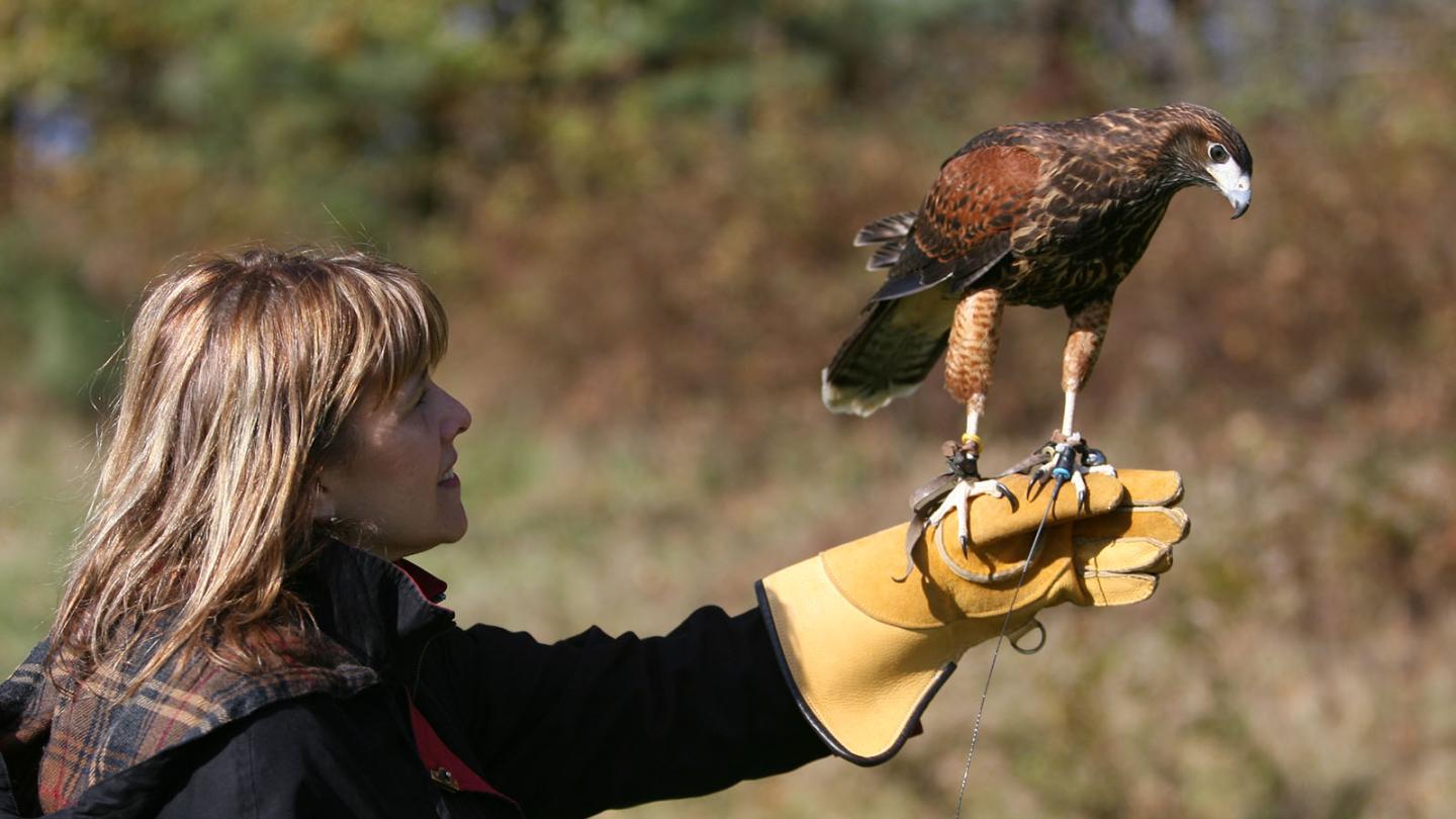 Falconry Experience