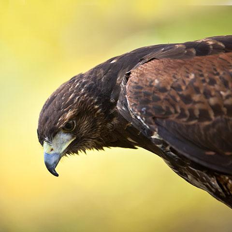 Falconry Experience