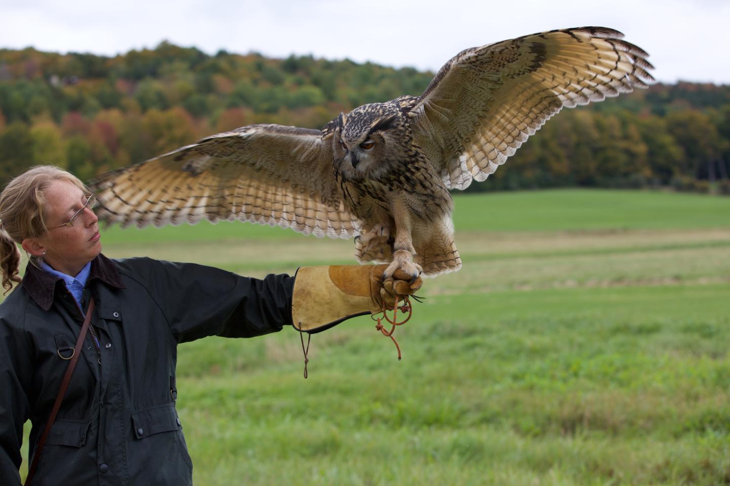 Falconry at Woodstock Inn