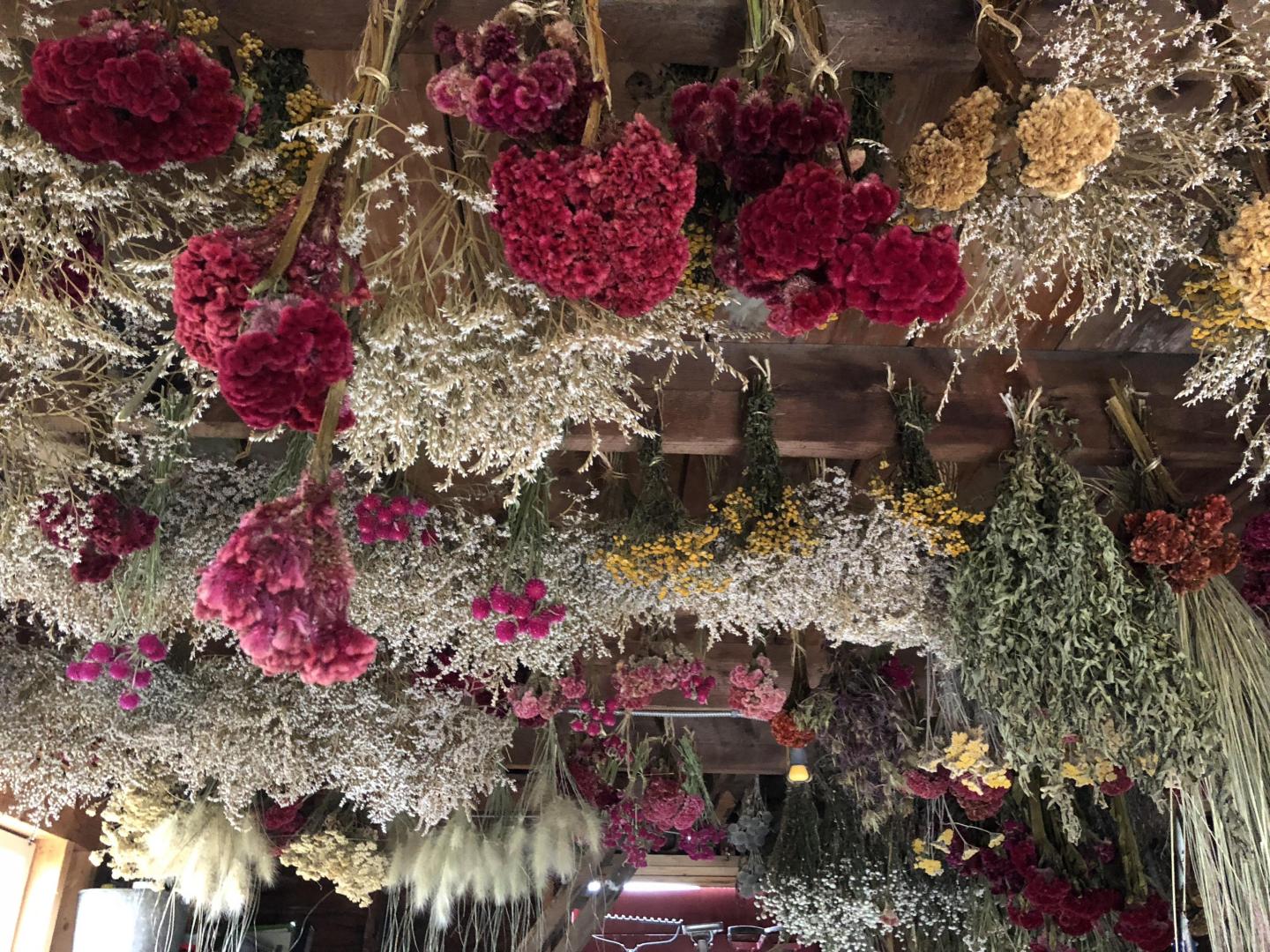 Dried Flowers