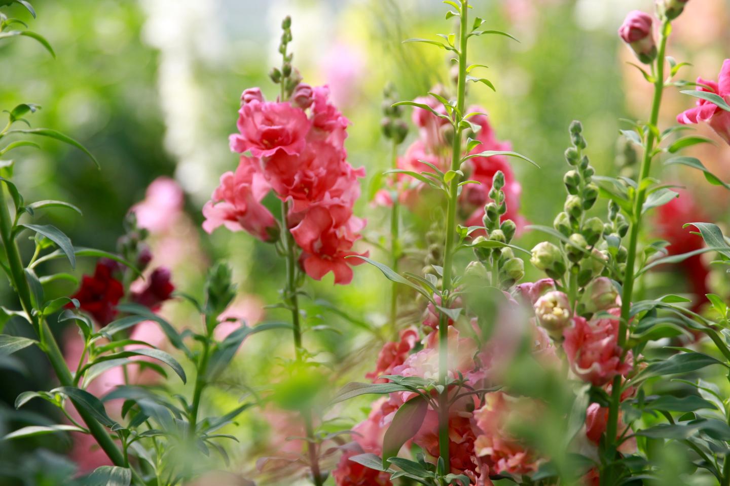 July Flowers