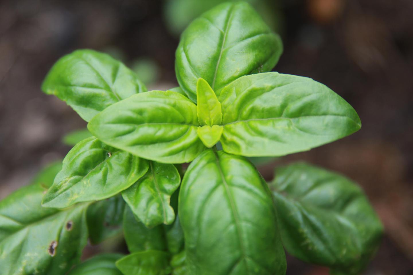 Basil Plant