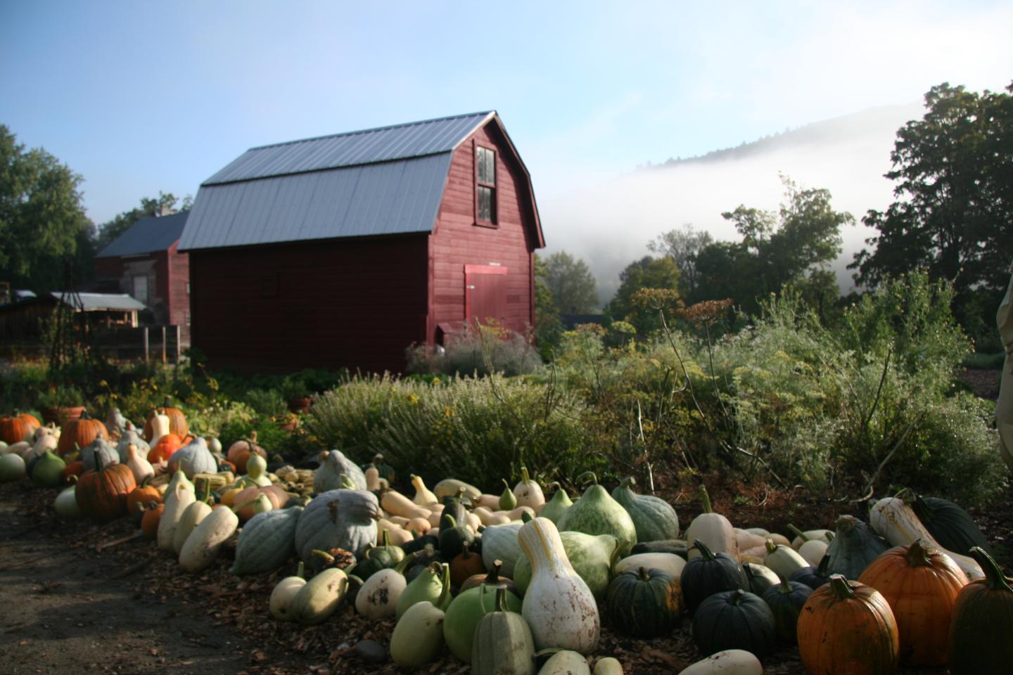 Pumpkins at the Gardens