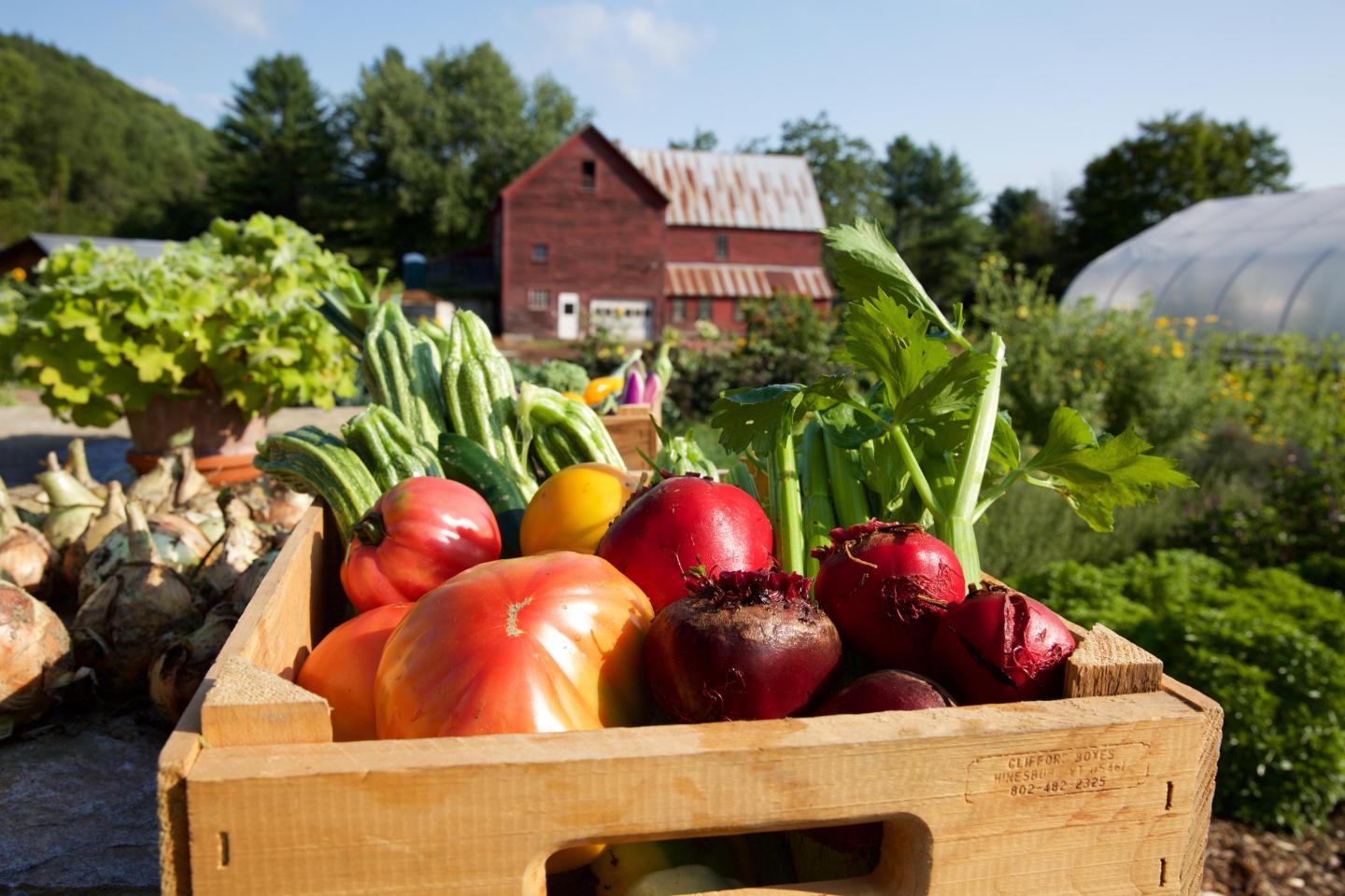 Fresh Produce from the Garden