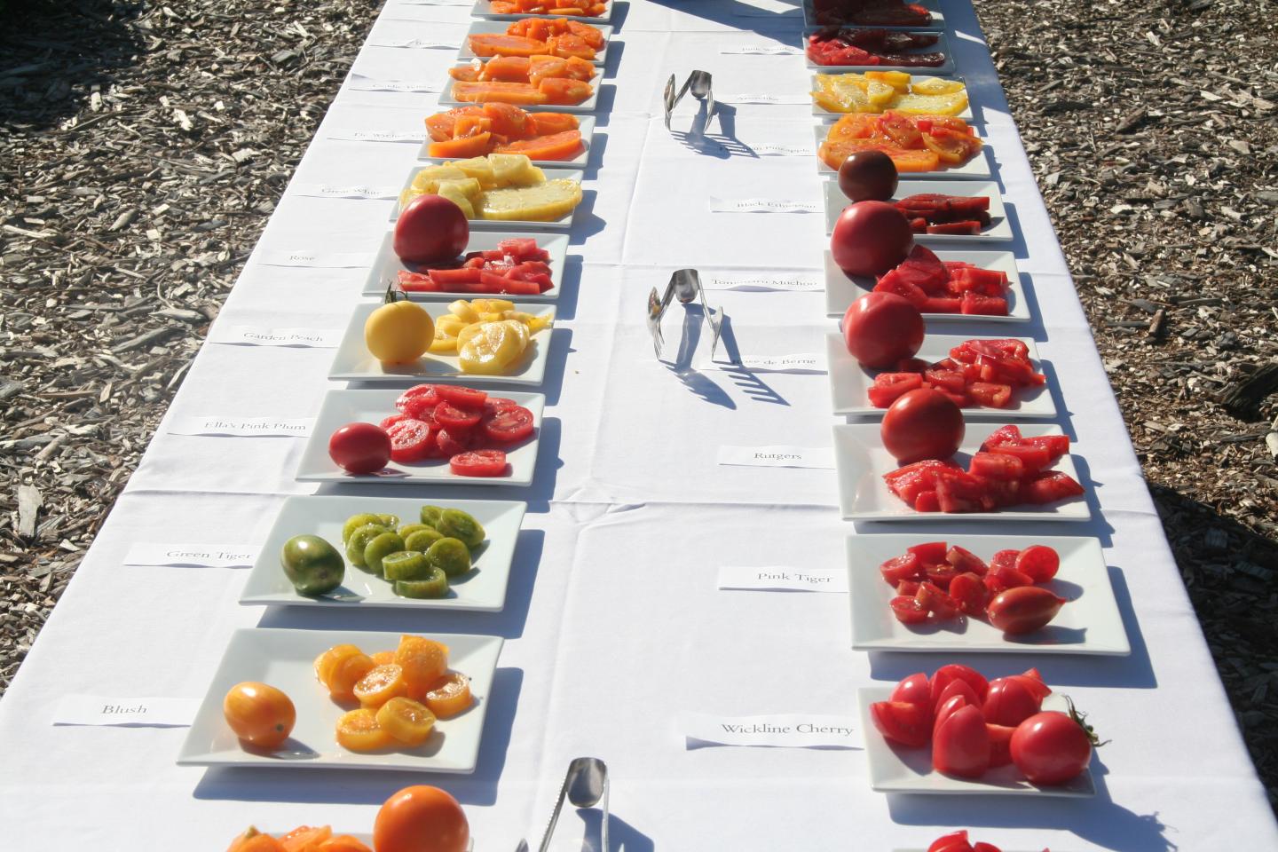 Great Tomato Tasting
