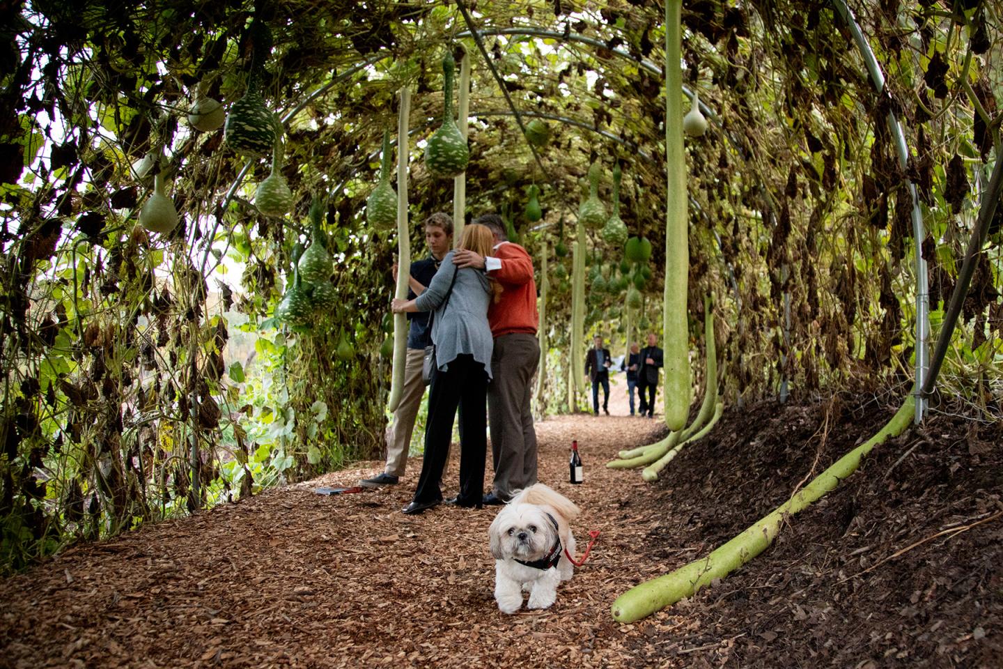Family under the Gourdwalk