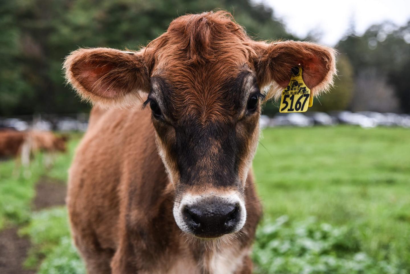 Billings Farm Jersey Calf