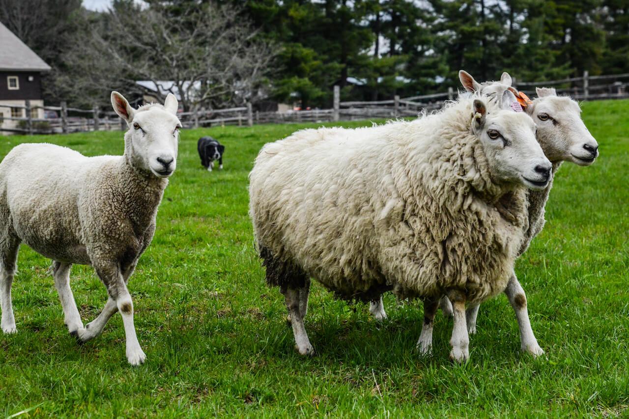 Billings Farm Sheep