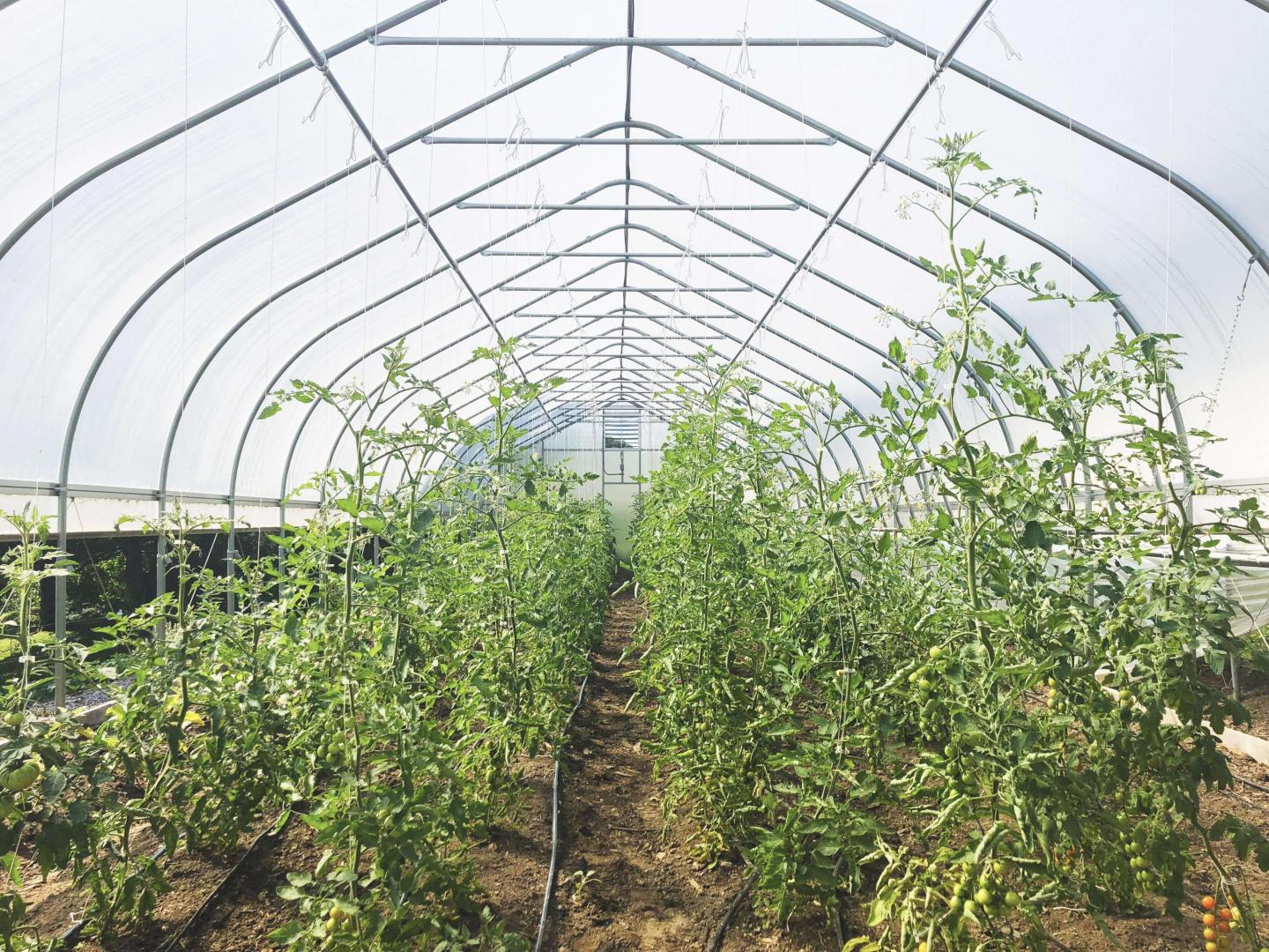 Tomato High Tunnel