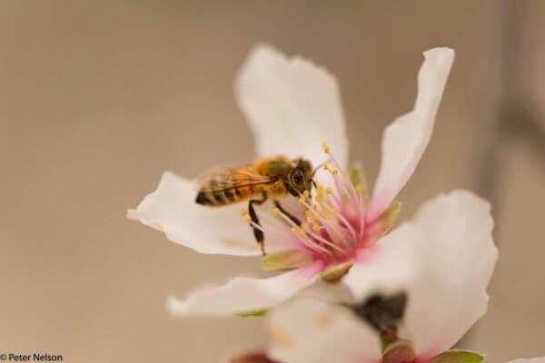 pollinators film fest