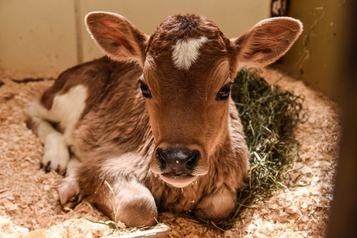 Baby Calf Billings Farm