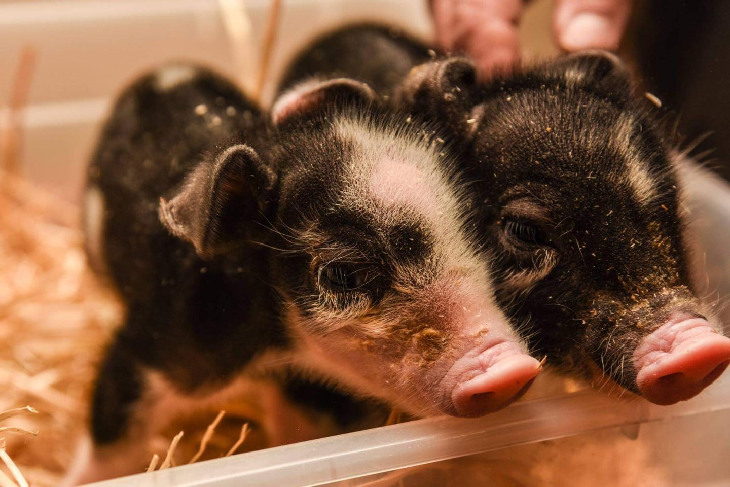Billings Farm Piglets