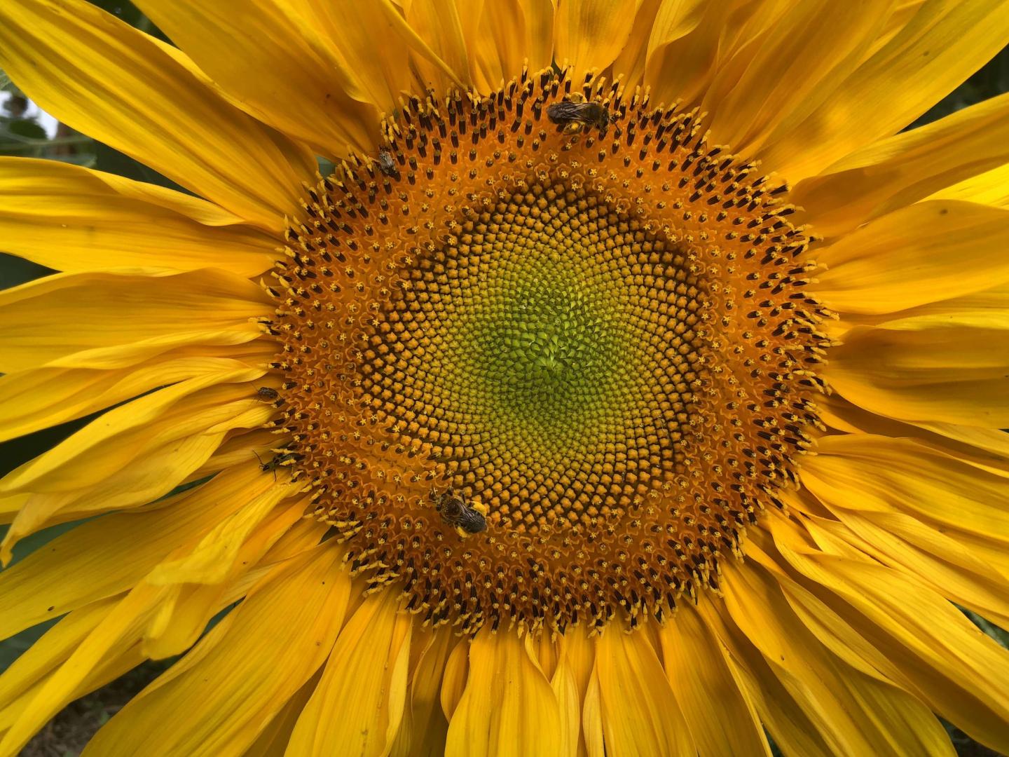 Sunflower