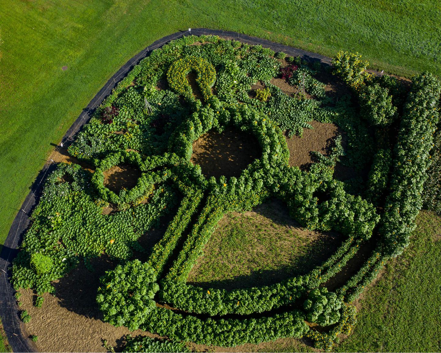 Sunflower Maze 2019