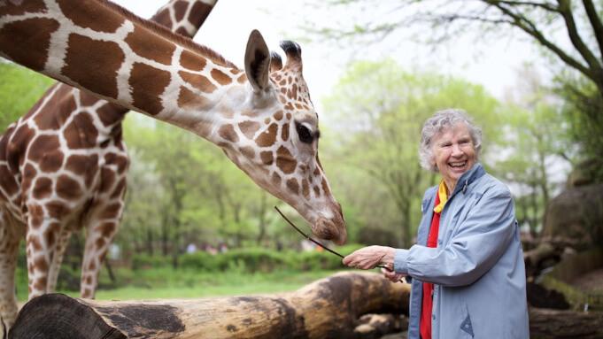 giraffes film