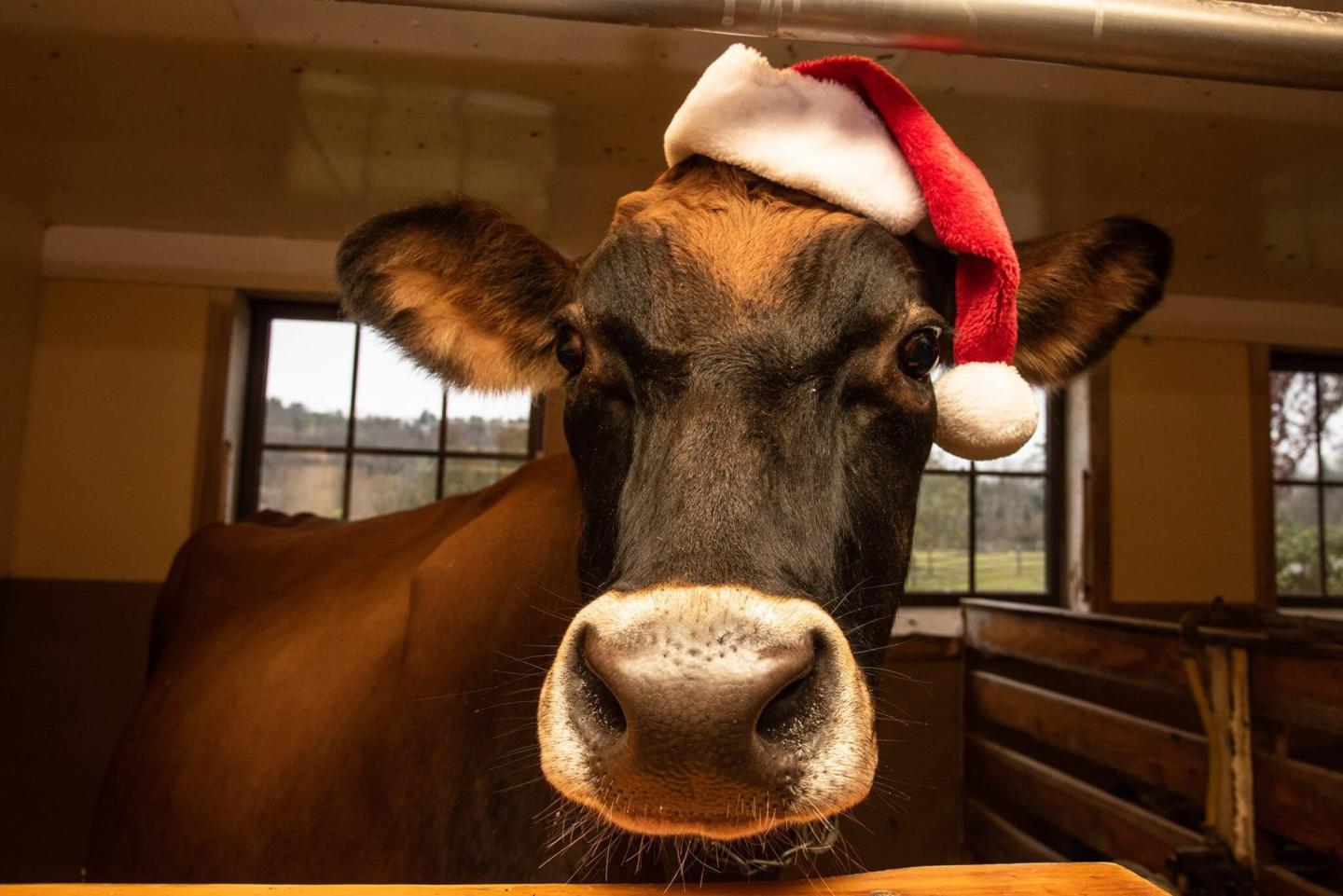 Christmas Cow