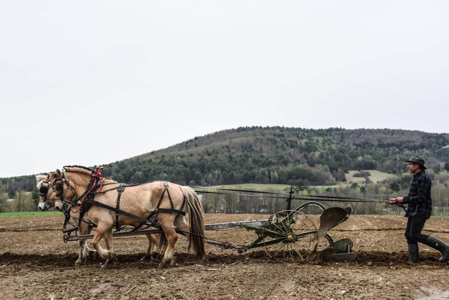 Springtime at the Farm