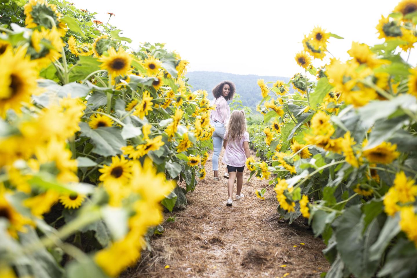 Sunflower House