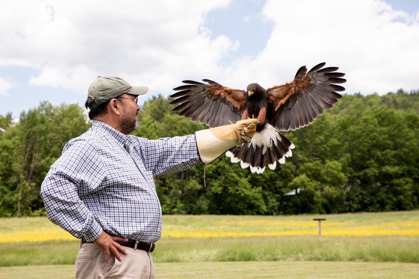 Harris's Hawk landing on guest glove