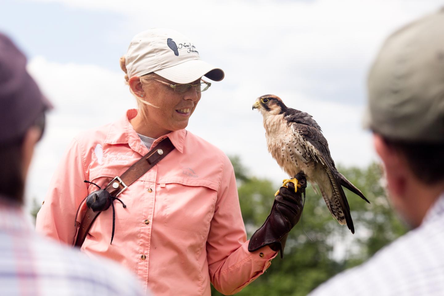 Falconer holds bird to show guests