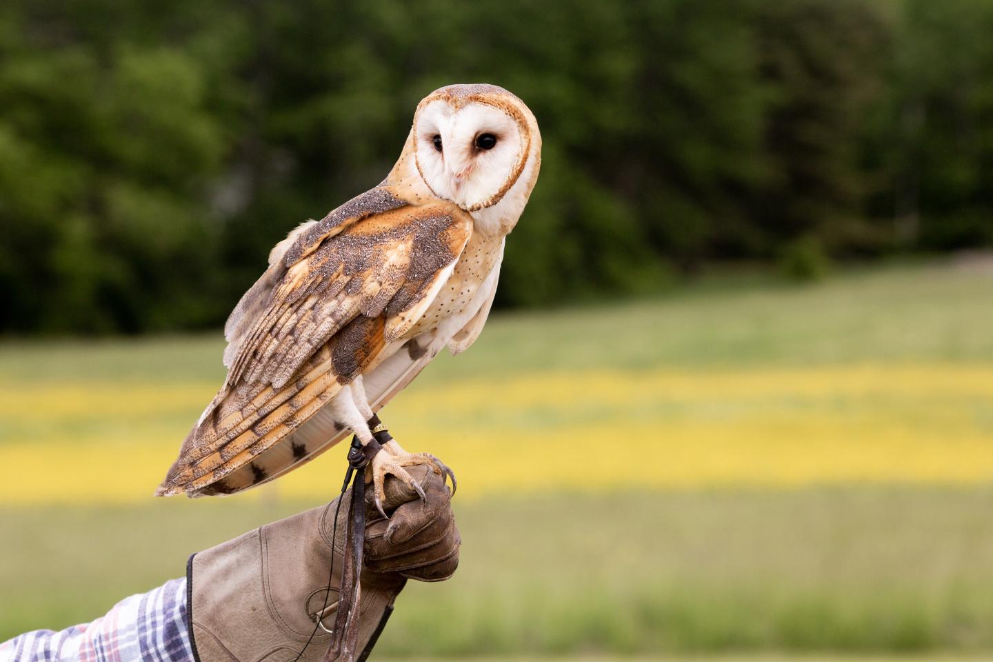 Alba the Barn Owl sits on a gloved hand