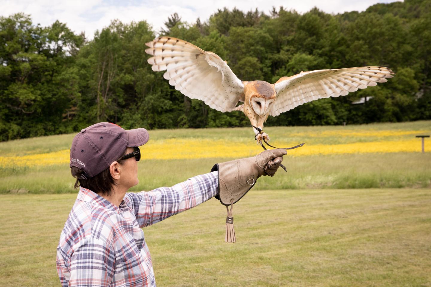 Barn Owl about to land