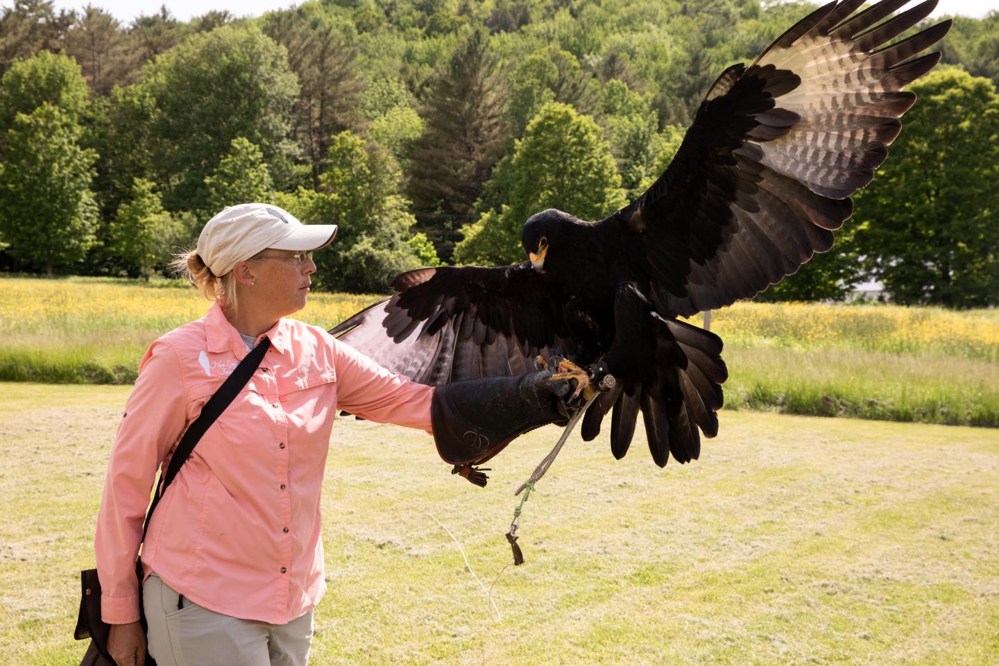 Falconer handles a Verreaux's Eagle