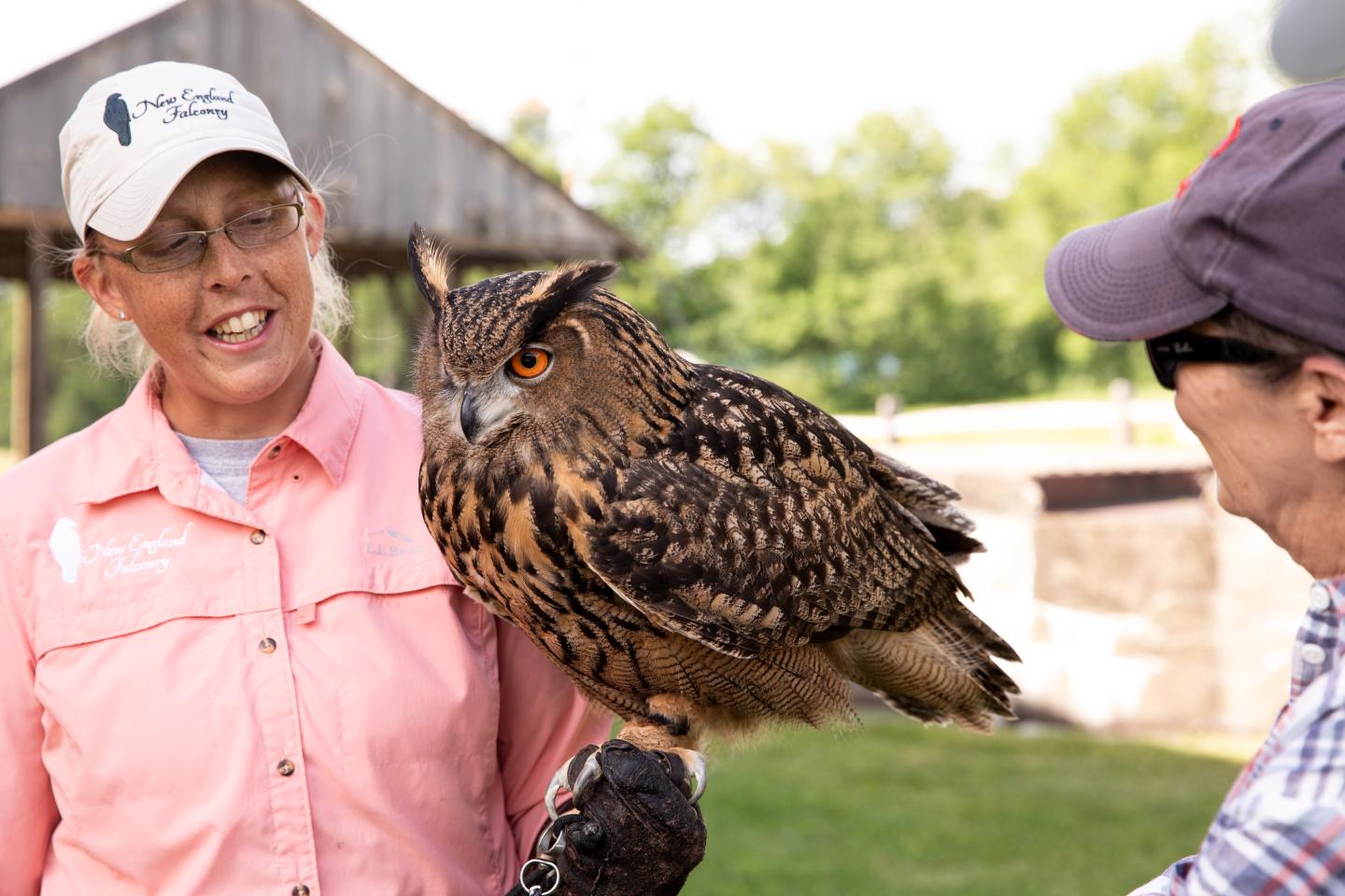 an Eagle Owl sits on Falconer's glove