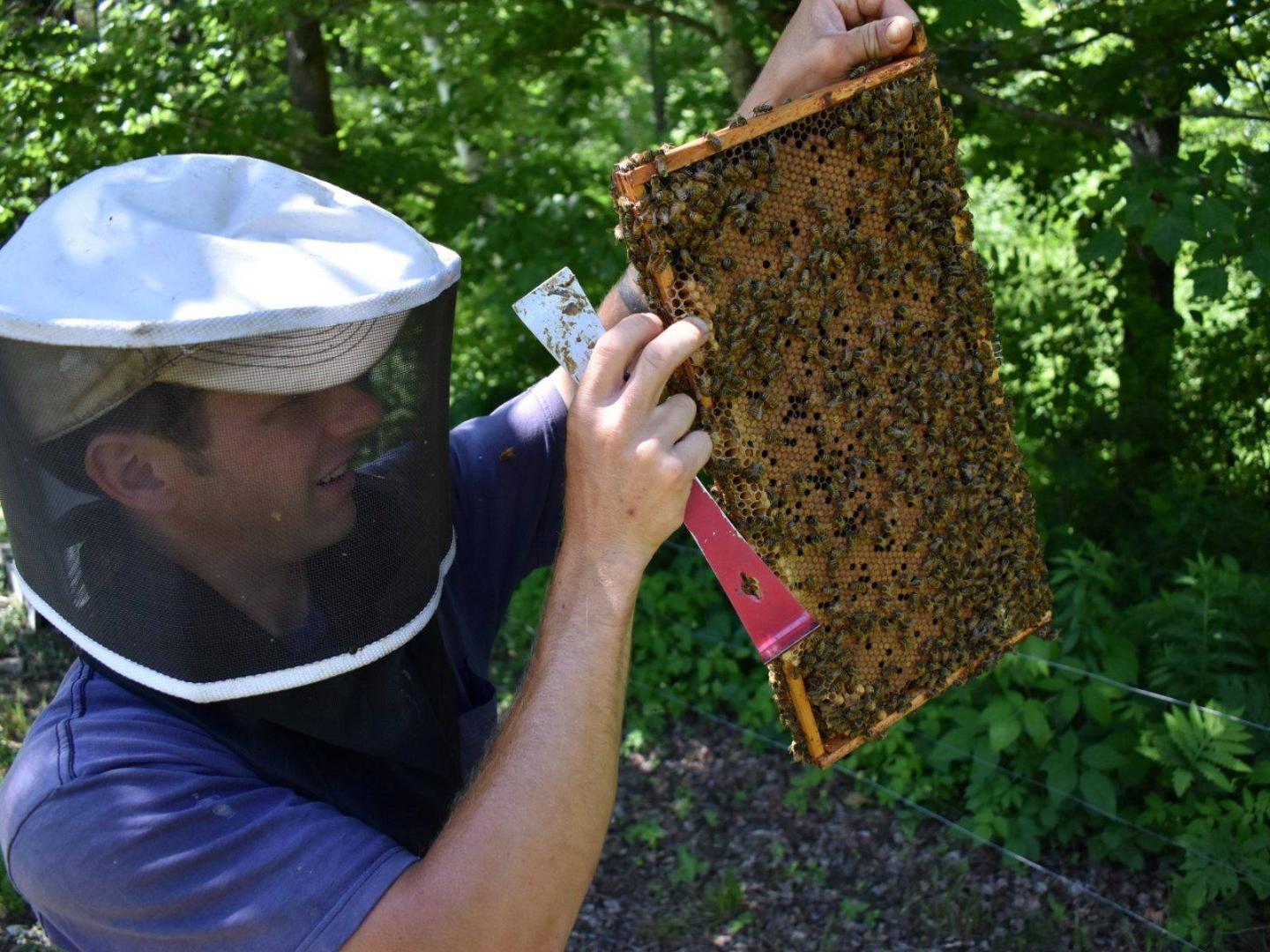 Troy Hall Beekeeping