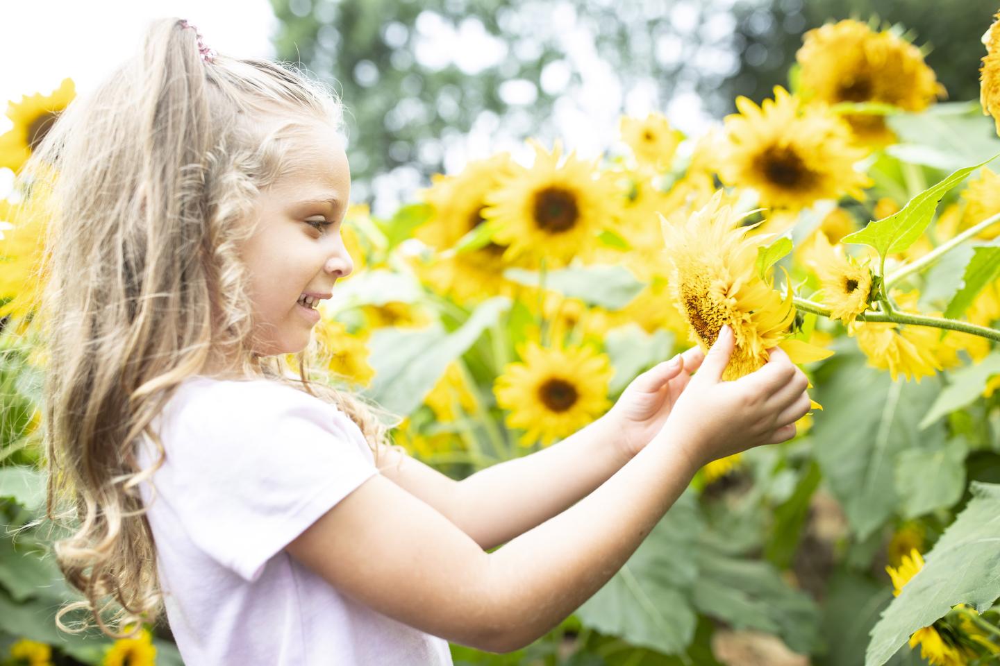Young girl smells sunflower