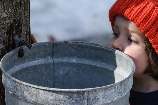 Maple Sugaring Bucket