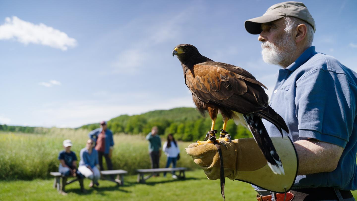 Group falconry experience