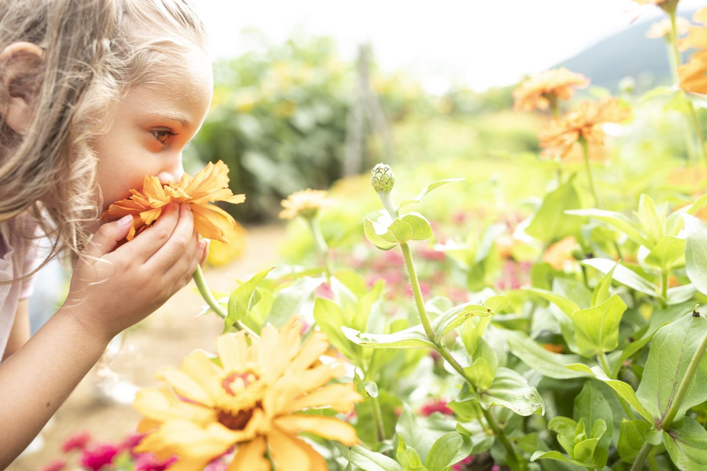 Child Smells flowers at the Sunflower House
