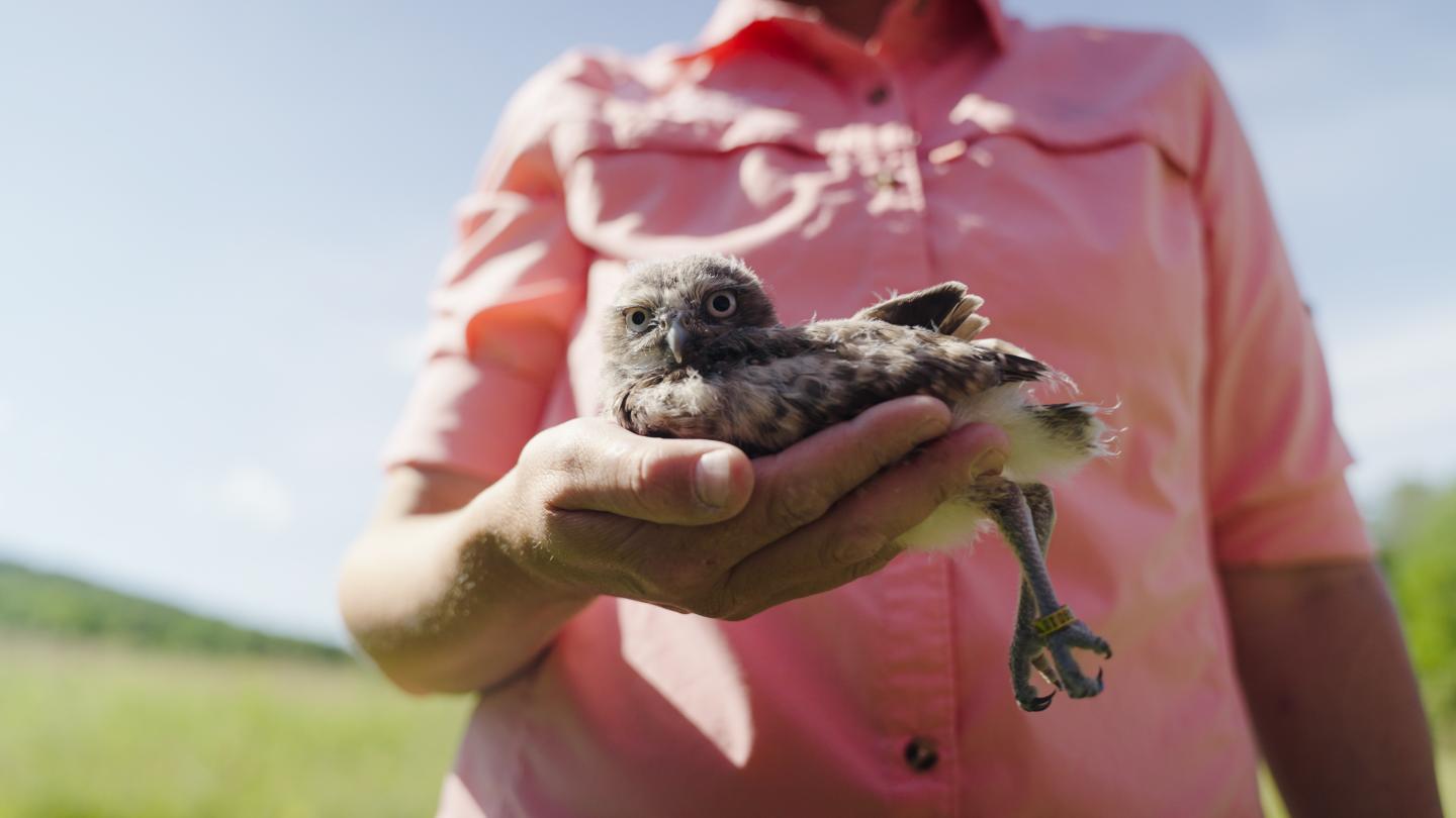 Falconer holds baby burrowing owl