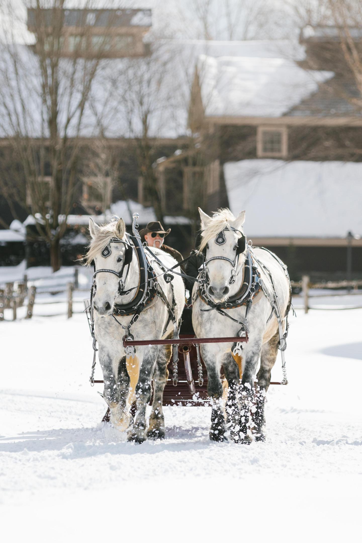 Billings Farm Winter Sleigh Ride