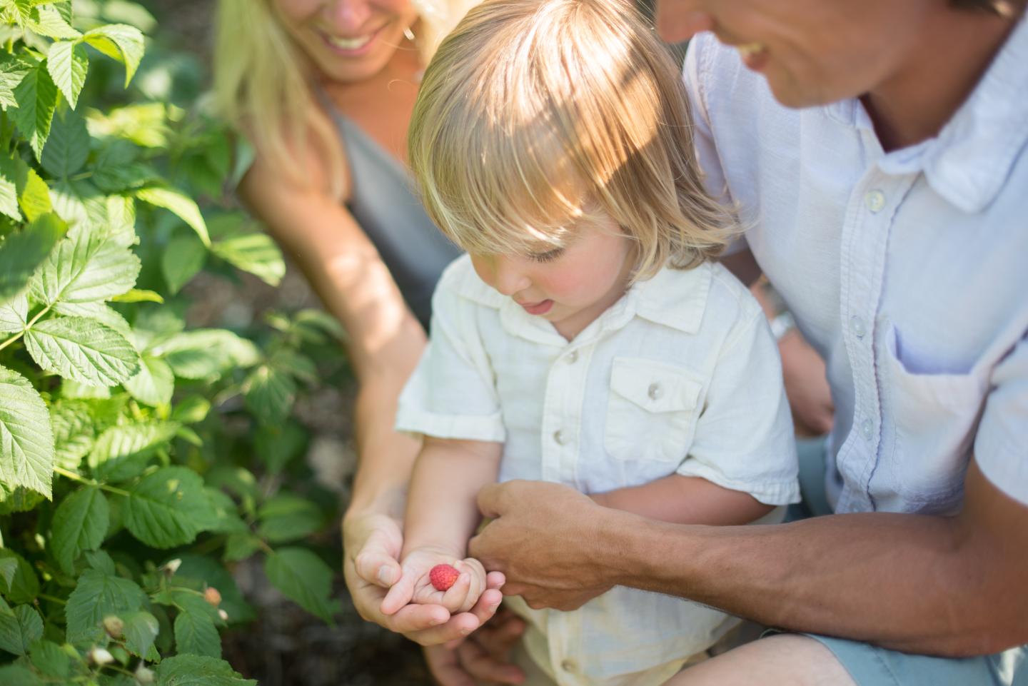 Toddler holds a ripe raspberry in Kelly Way Gardens