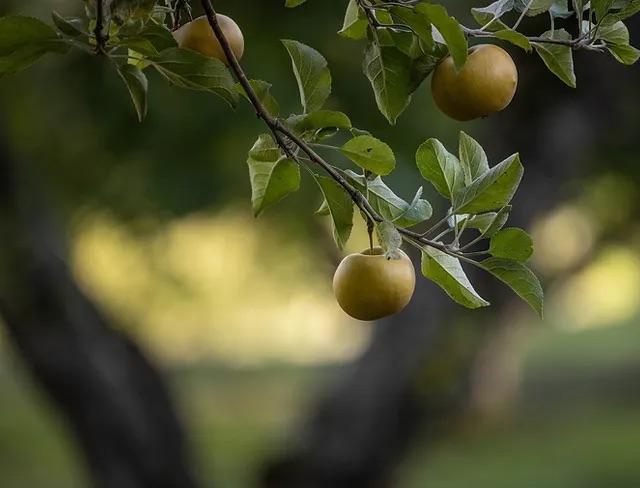 Apples from Whitman Brook Orchard
