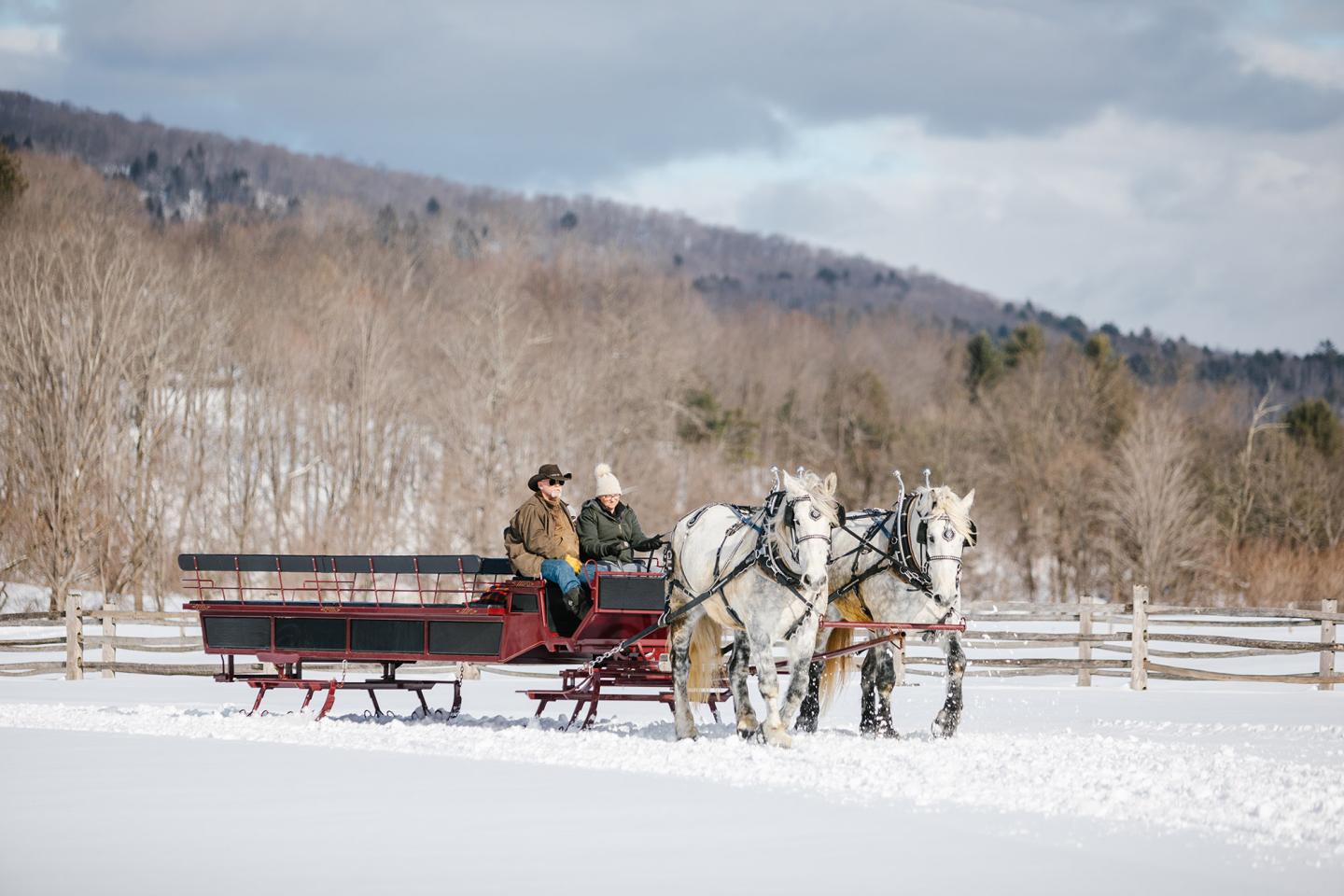Two grey horses pull a sleigh across a snowy field at Billings Farm