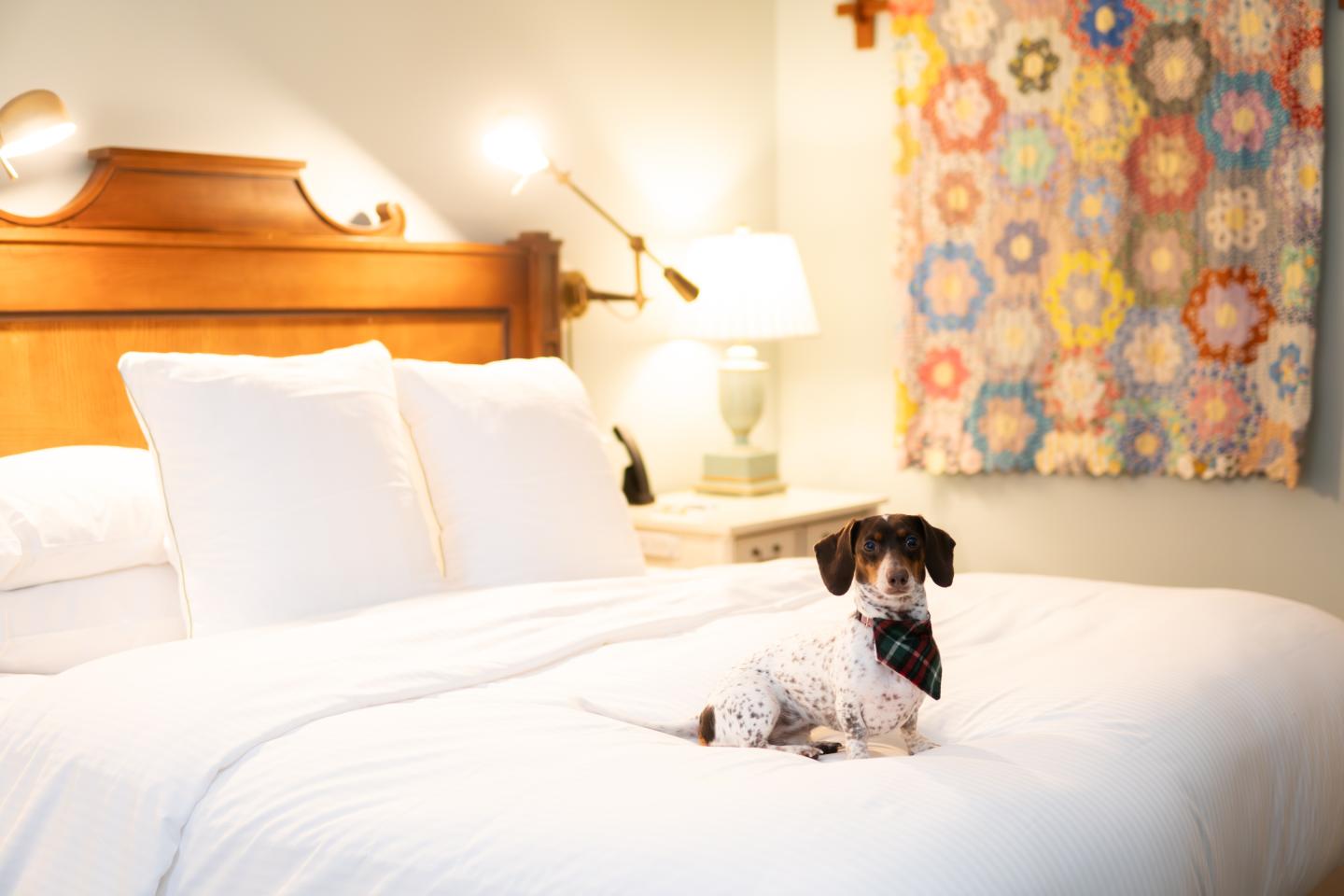 Small spotted dog sitting on bed with a colorful quilt