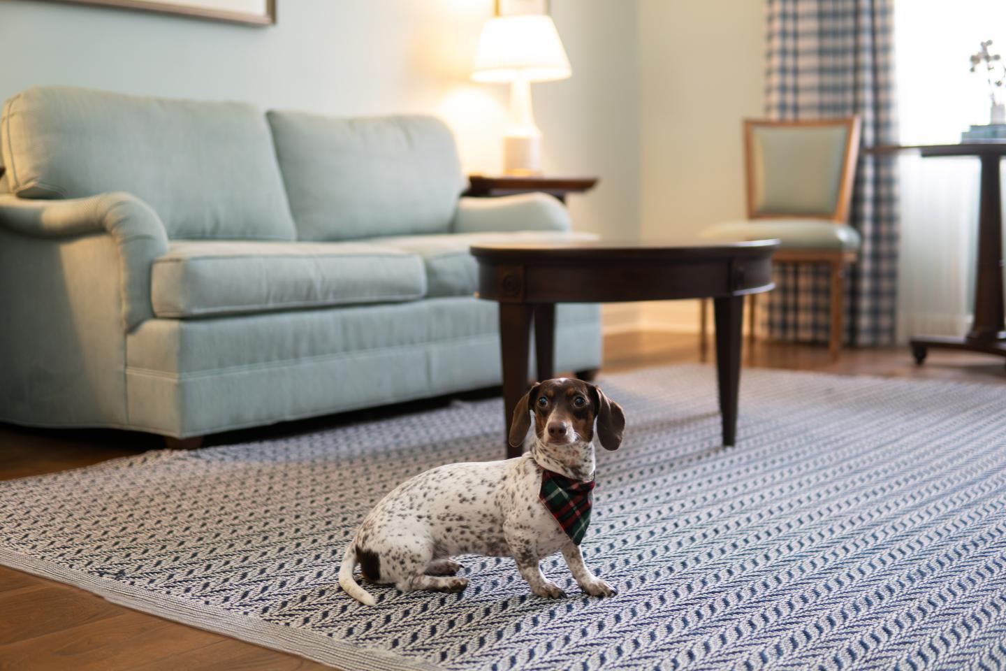 Small spotted dog sits on rug in Woodstock Inn guest room