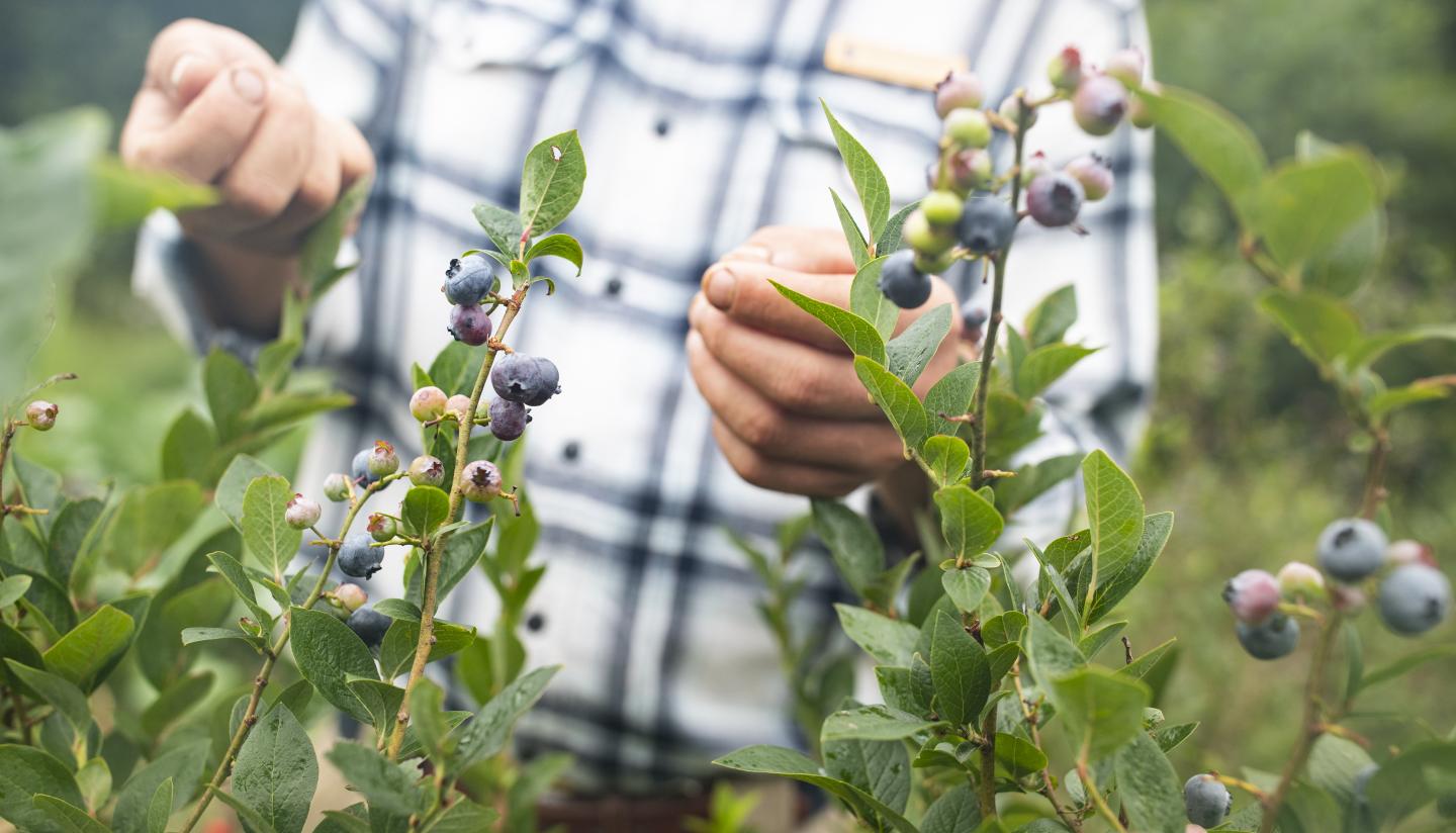 Gardener picking blueberries