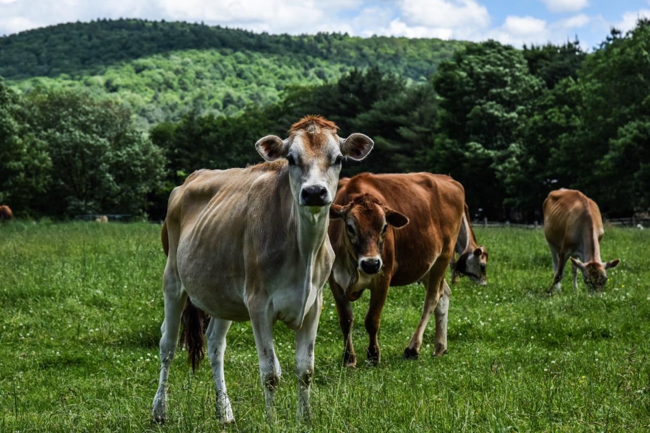 Meet farm animals like the herd of Jersey Cows, Draft Horses, and Goats.