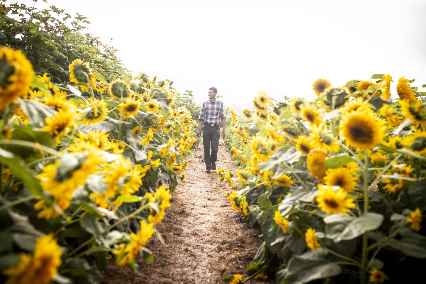 Visit the Sunflower House during August & September!